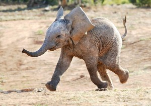 Elefante-pequeño-corriendo