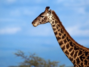 Cuello de jirafa